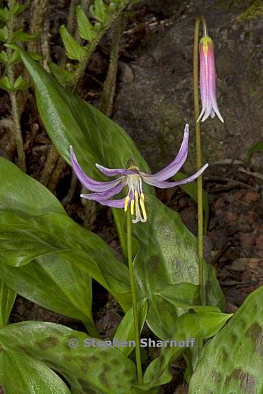 erythronium revolutum 2 graphic